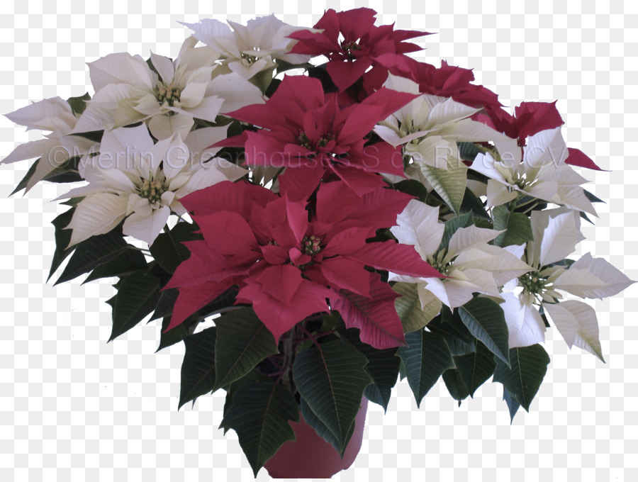 Fleur，Plante PNG