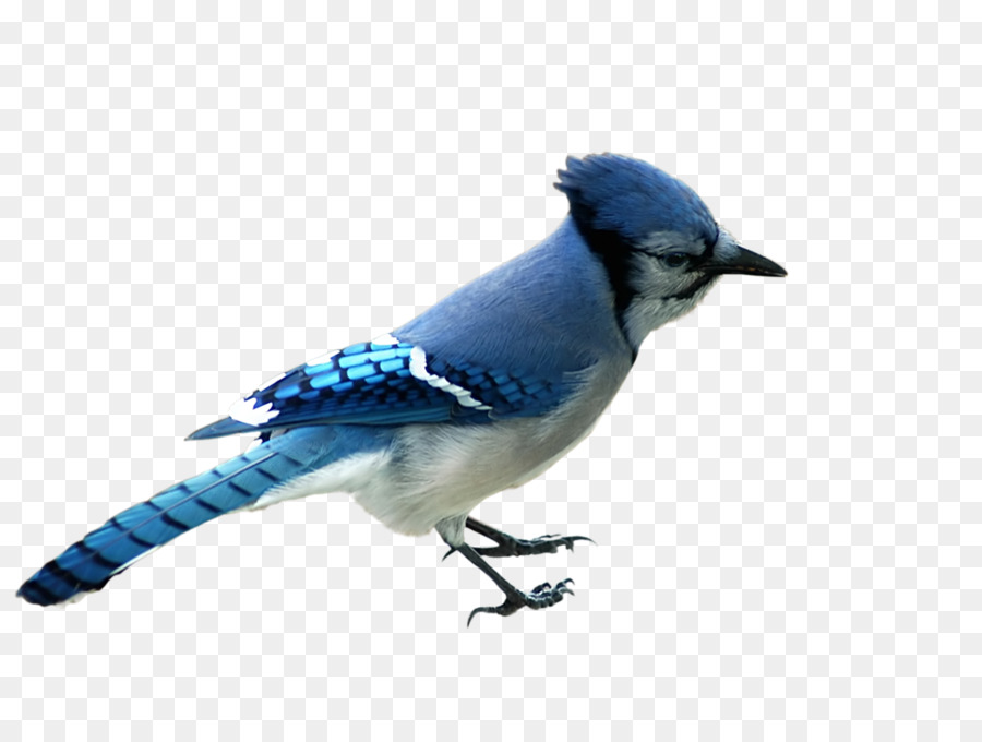 Oiseau Bleu，Plumes PNG