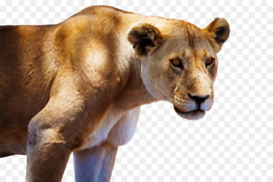 La Faune，Lion PNG