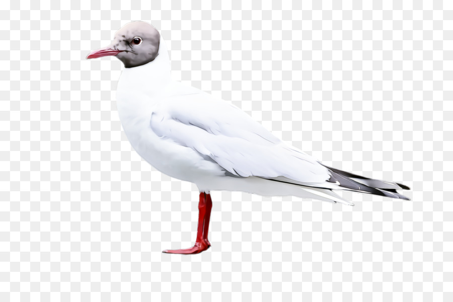 Mouette，Blanc PNG