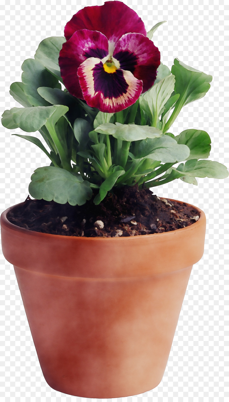 Plante En Pot，Fleur PNG