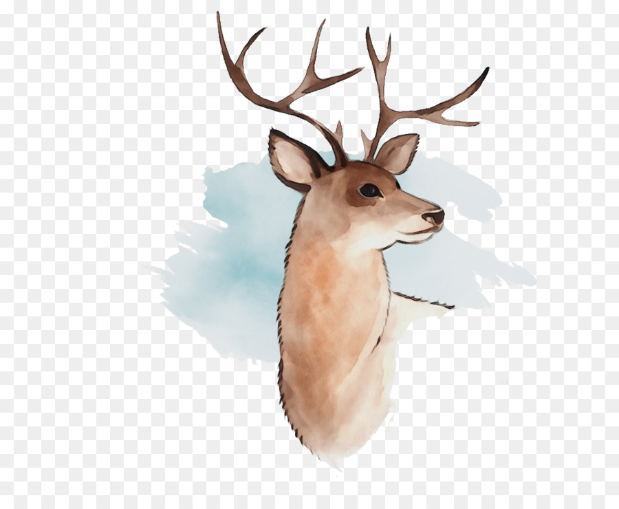 Cerf Aquarelle，Peinture PNG