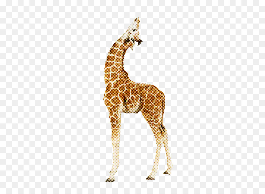 Girafe，Faune PNG