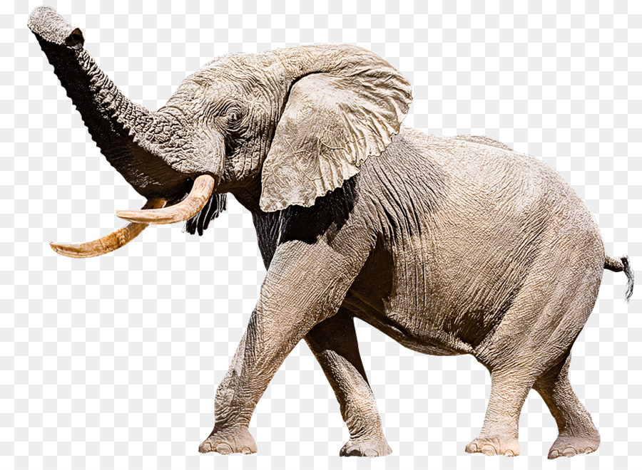 Éléphant，Brun PNG