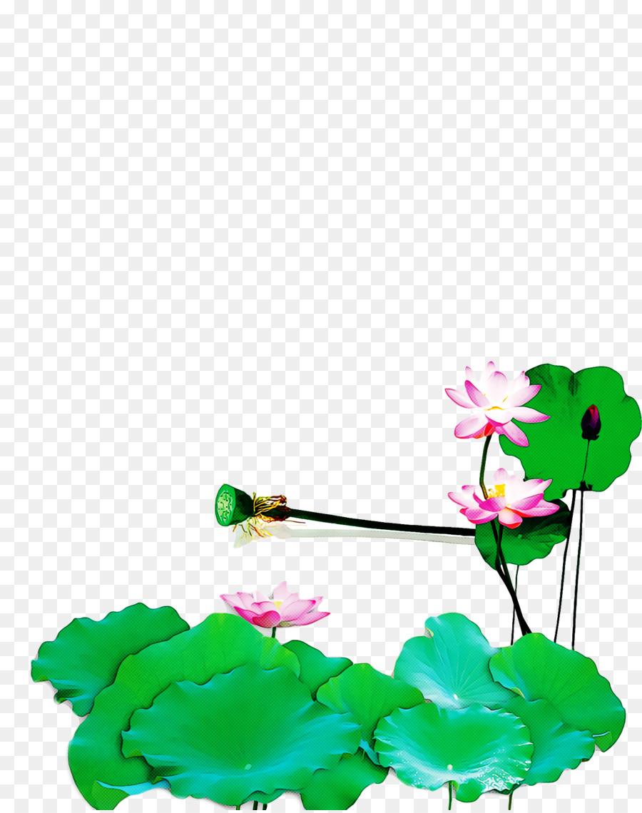 Fleurs De Lotus，Floraison PNG