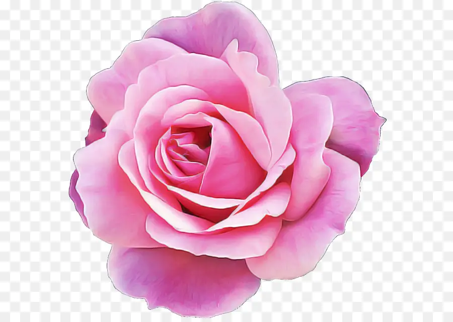 Roses Violettes，Bouquet PNG