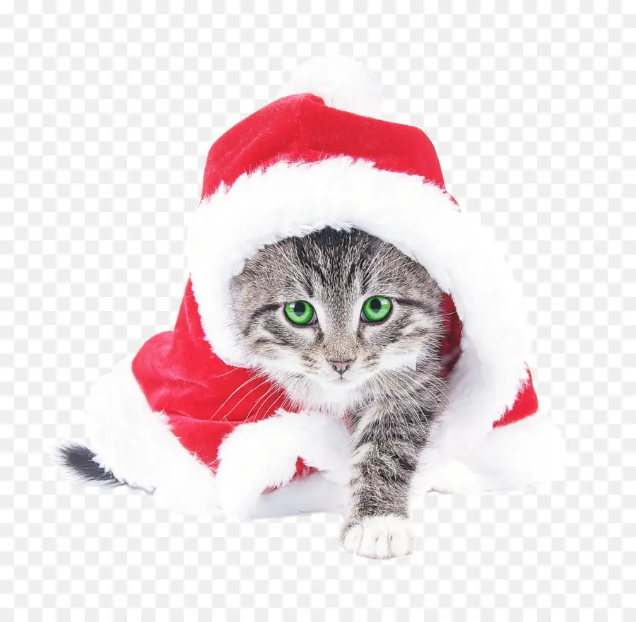 Chat，Chapeau De Père Noël PNG