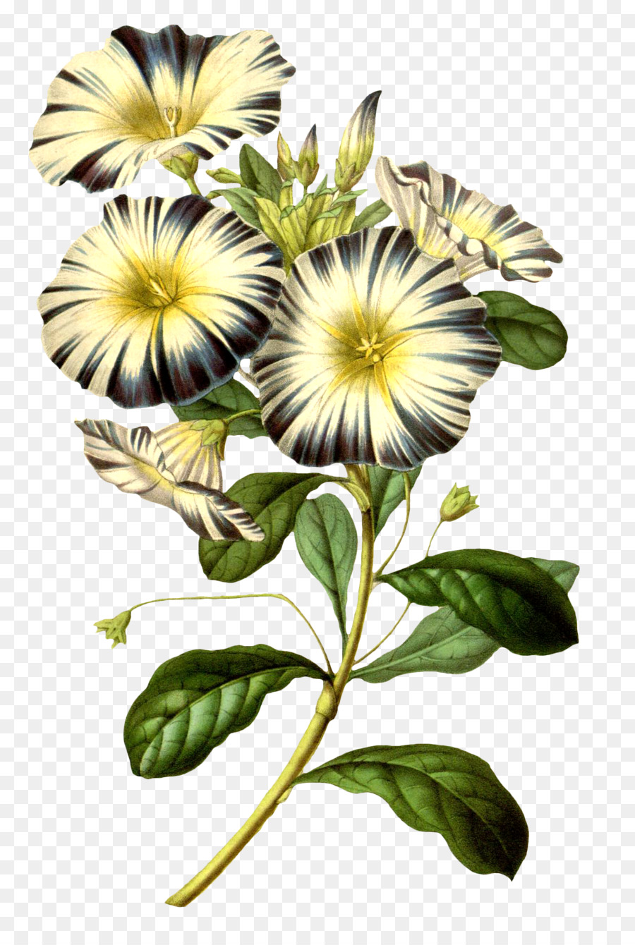 Fleurs，Nature PNG