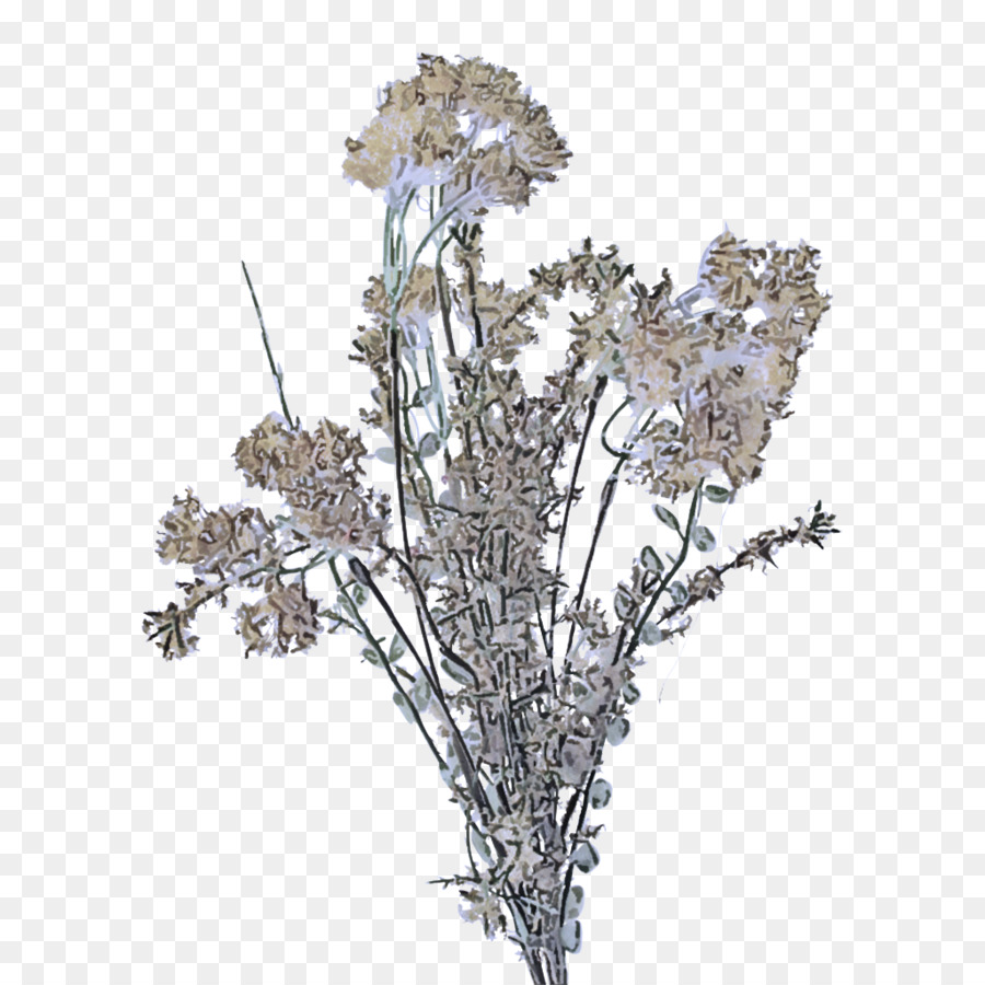 Fleur，Plante PNG