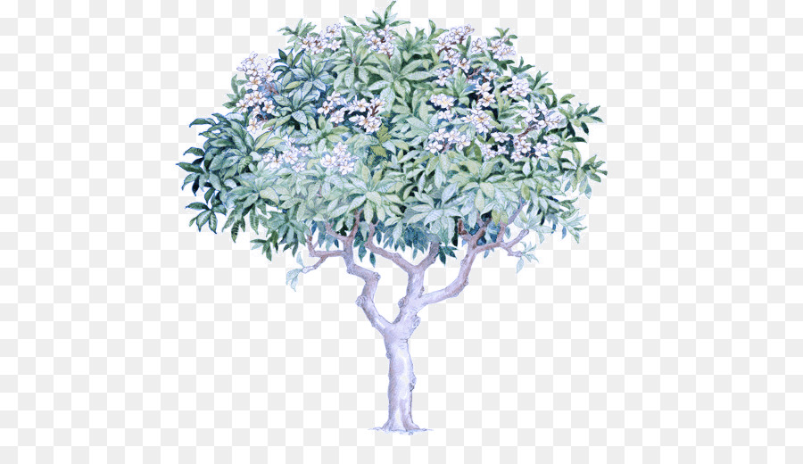 Arbre，Plante PNG