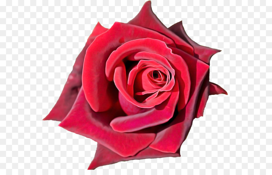 Rose Rouge，Fleurir PNG