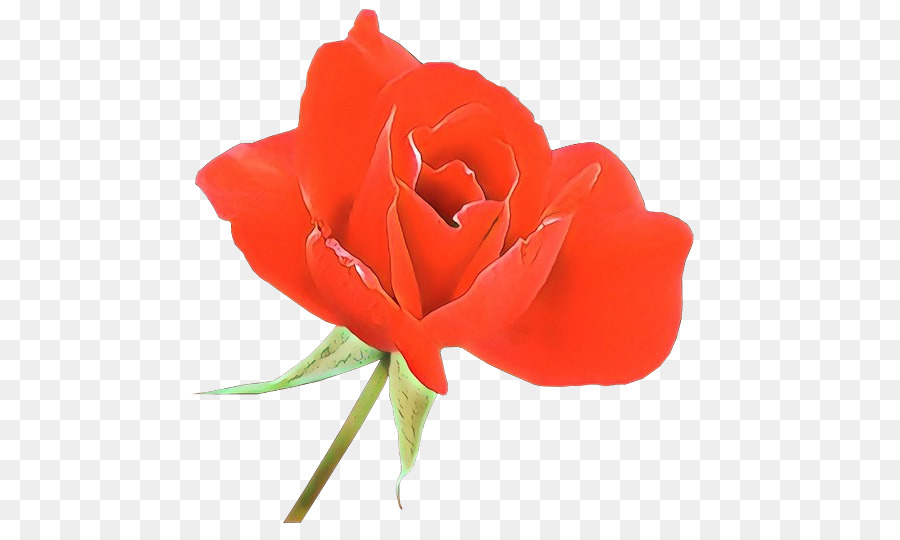 Les Roses De Jardin，Rouge PNG