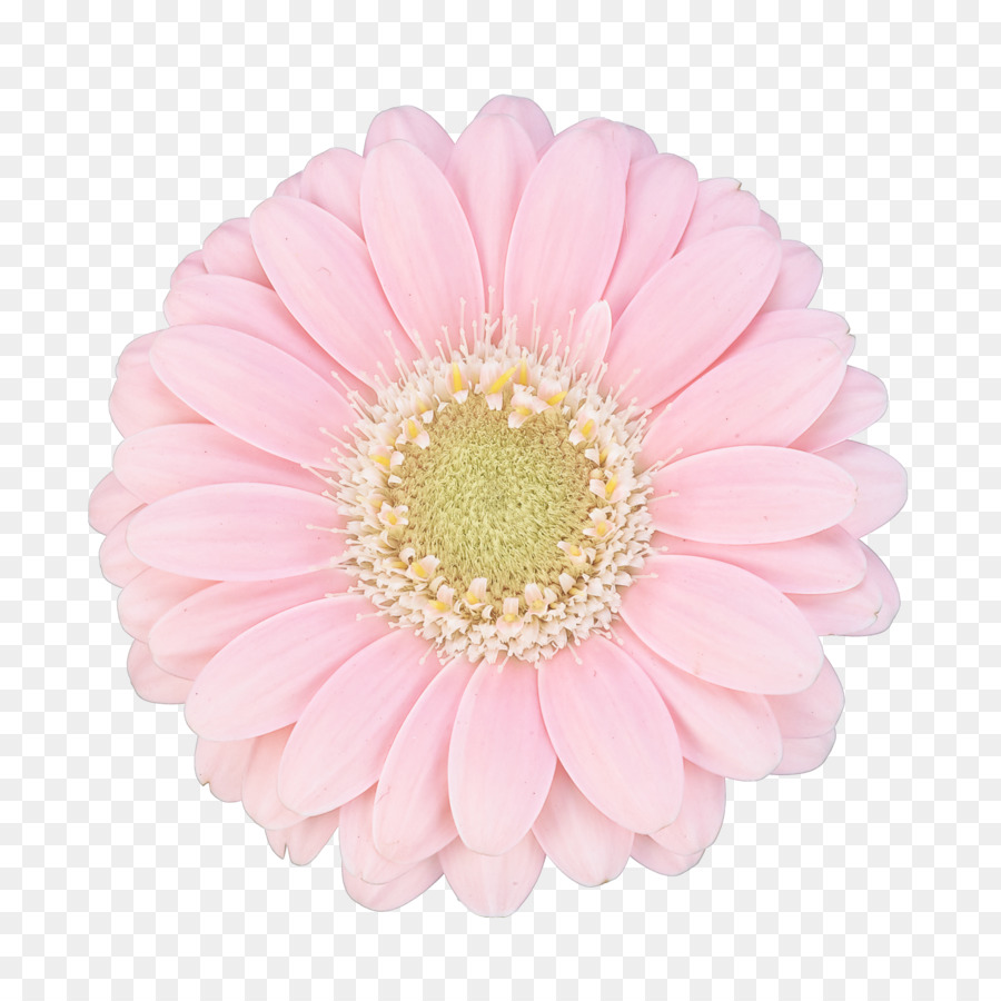 Fleur，Rose PNG