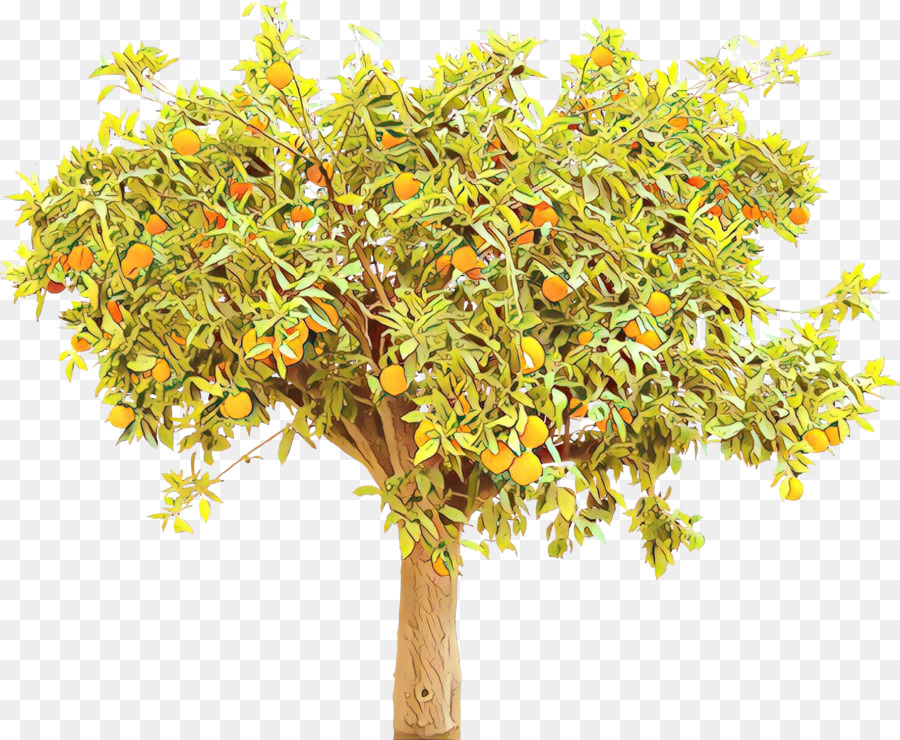 Oranger，Oranges PNG