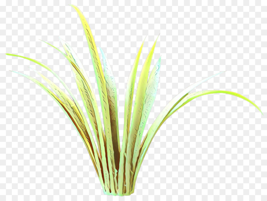 L'herbe，Plante PNG