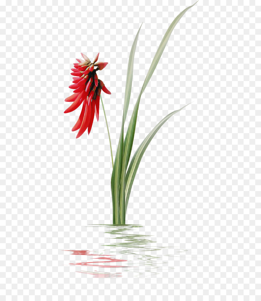 Fleur，Plante PNG