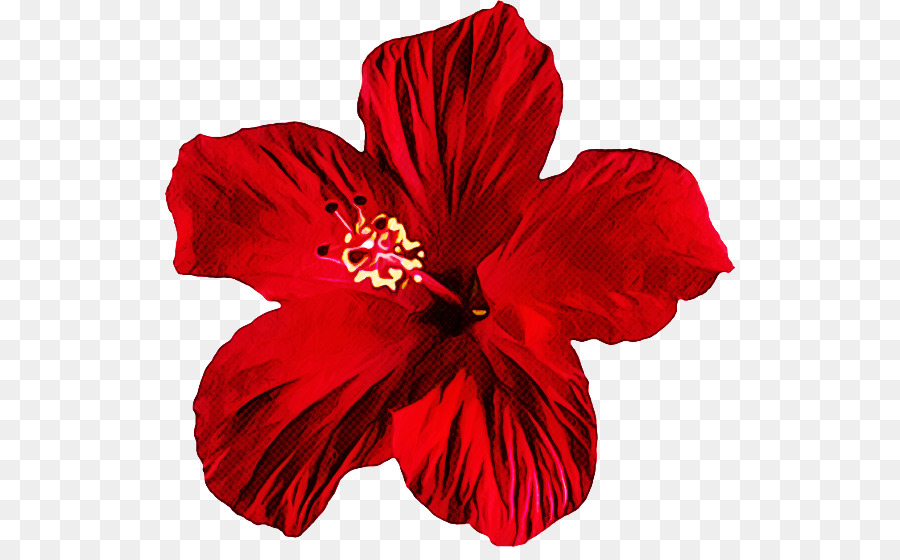 Pétale，Hibiscus PNG