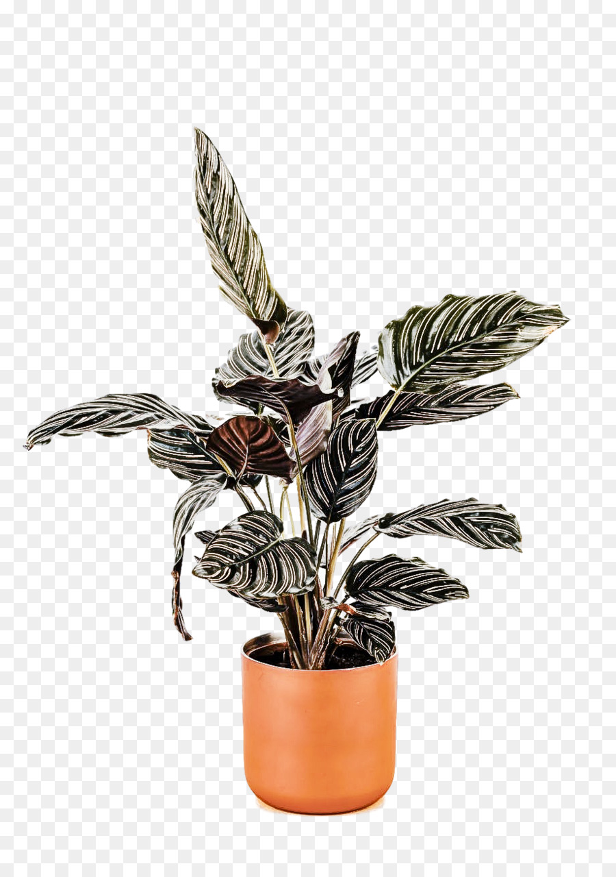 Plante En Pot，Feuillage PNG