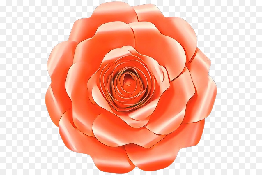 Les Roses De Jardin，Rose PNG