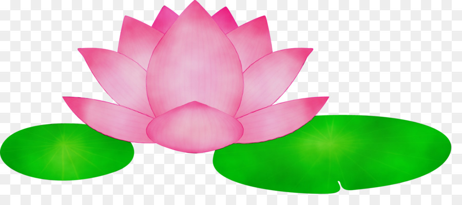 Fleurs De Lotus，Rose PNG