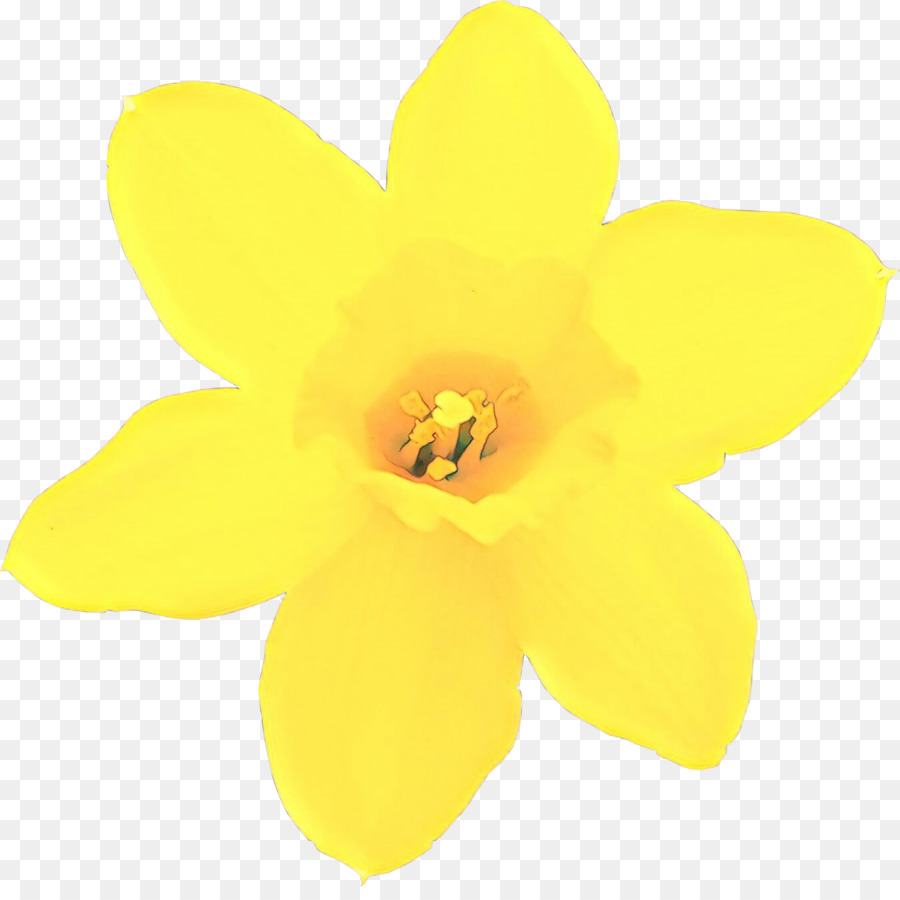 Fleur Jaune，Jonquille PNG