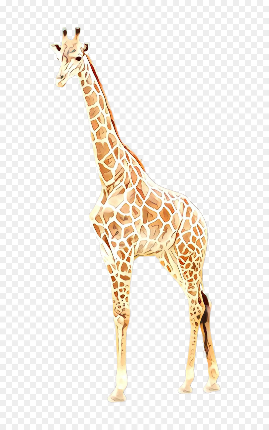 Girafe，Faune PNG