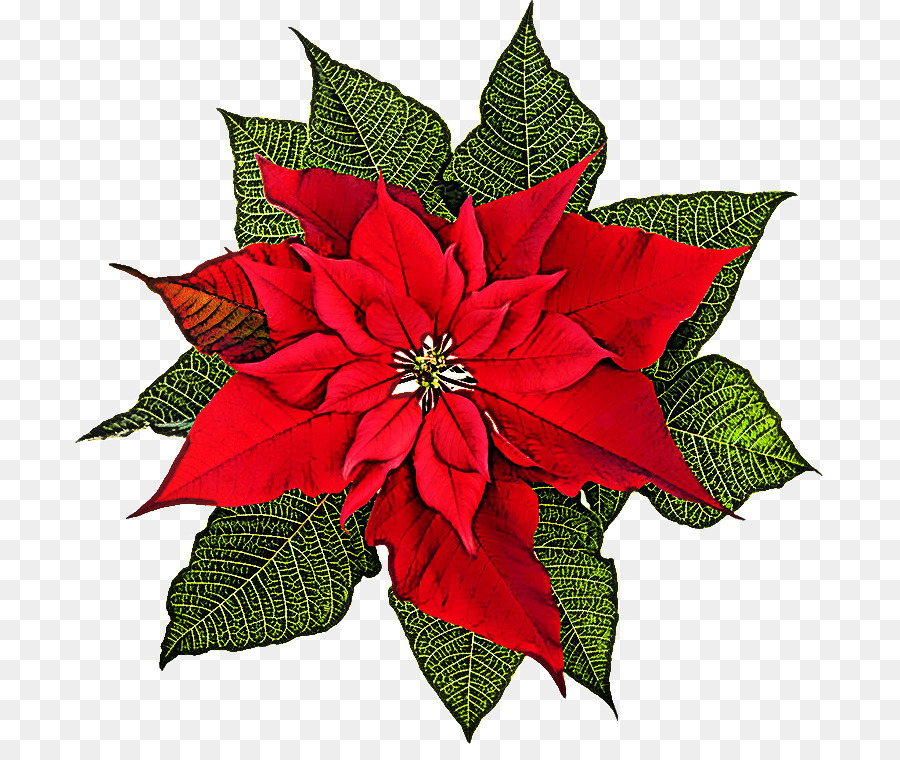 Poinsettia Rouge，Noël PNG