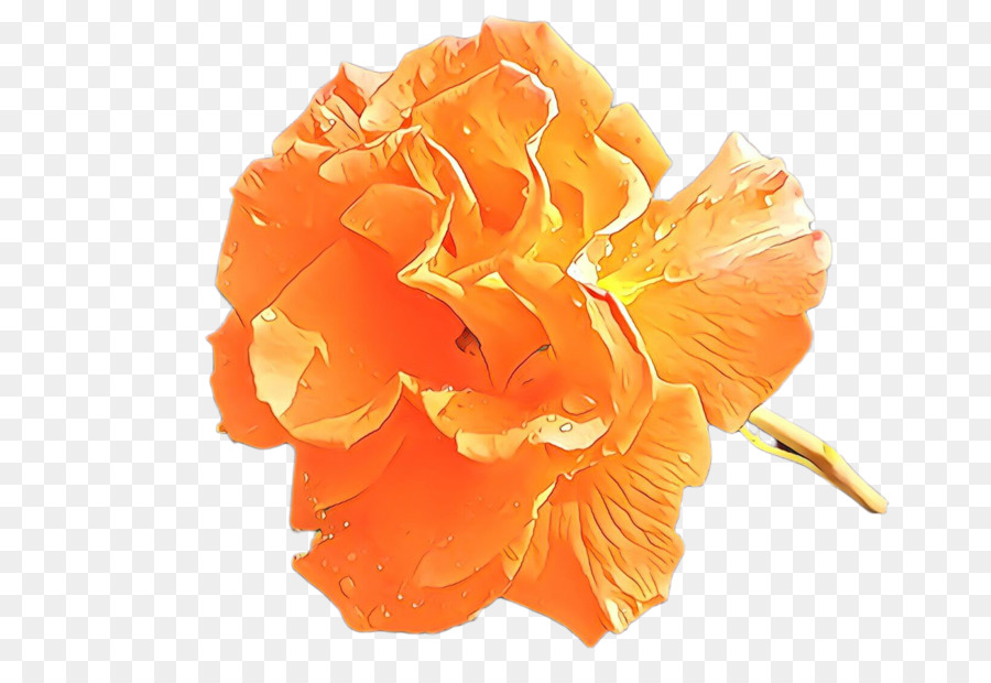 Orange，Pétale PNG