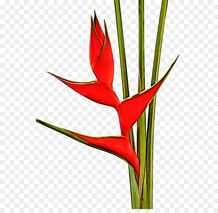 Fleur D'héliconie，Tropical PNG