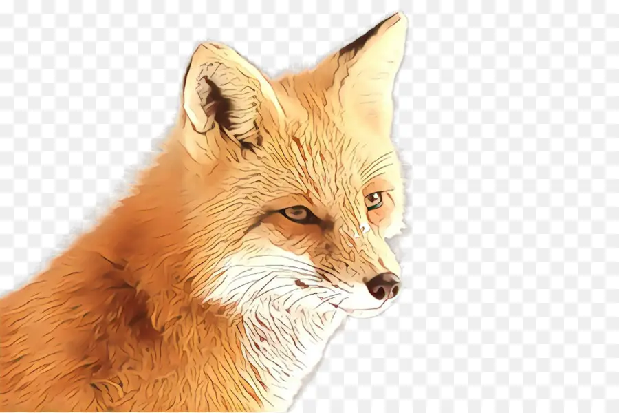 Renard Rouge，Fox PNG