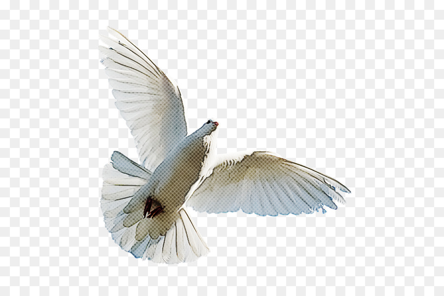 Oiseau，Aile PNG