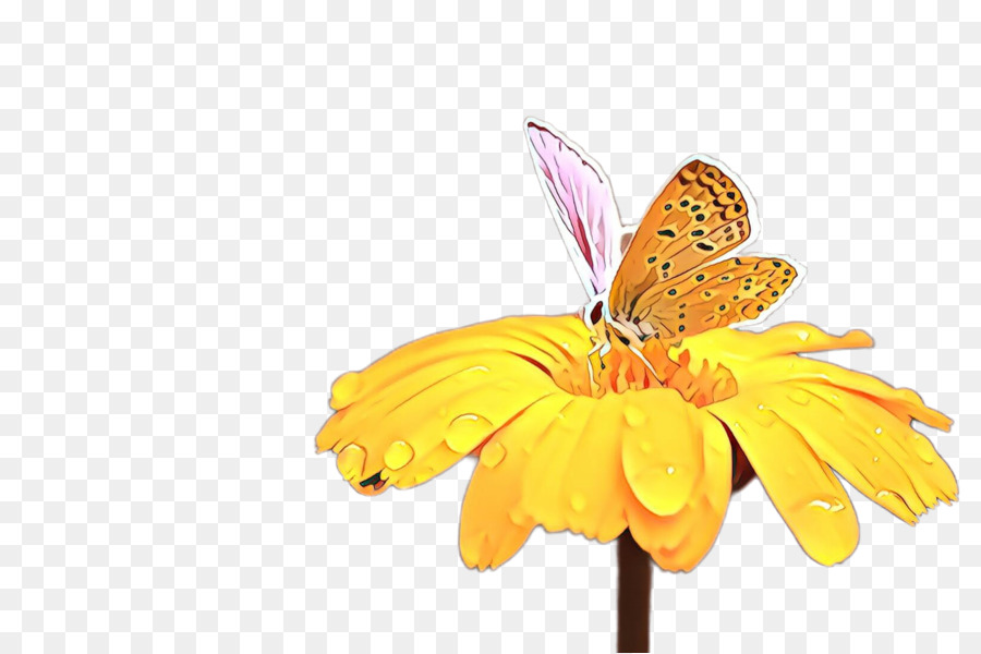 Papillon Et Fleur，Insecte PNG