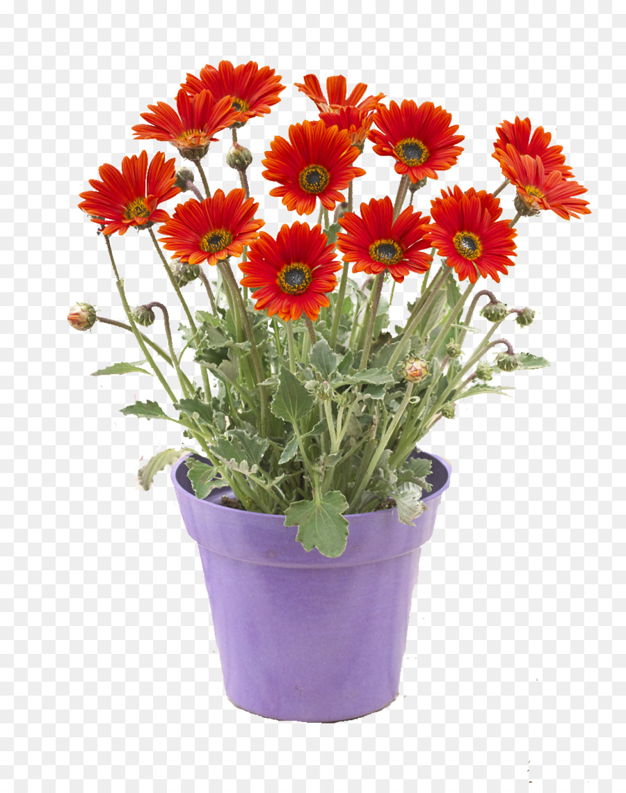 Fleurs Rouges，Pot PNG