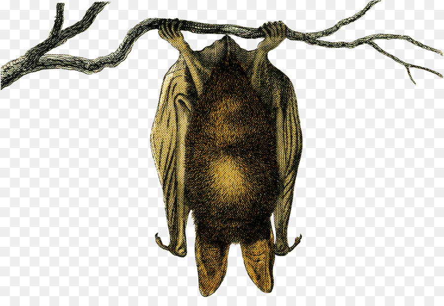 Les Insectes，Belostomatidae PNG