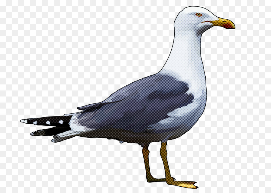 Mouette，Vol PNG