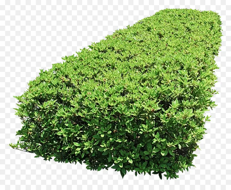 Vert，Plante PNG