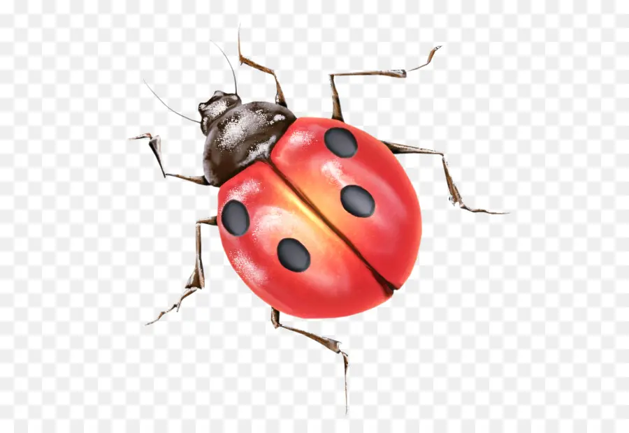 Coccinelle，Insecte PNG