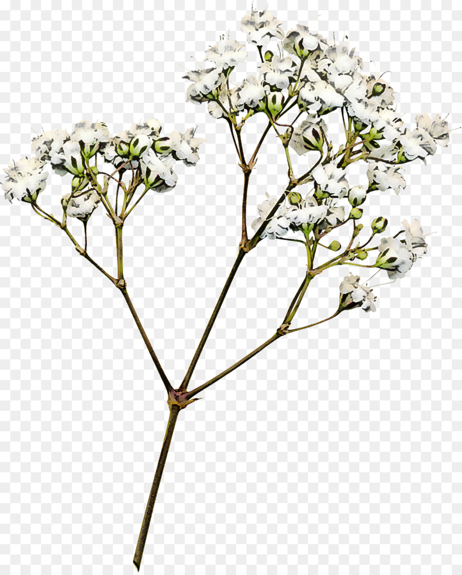 Fleur，Plante PNG