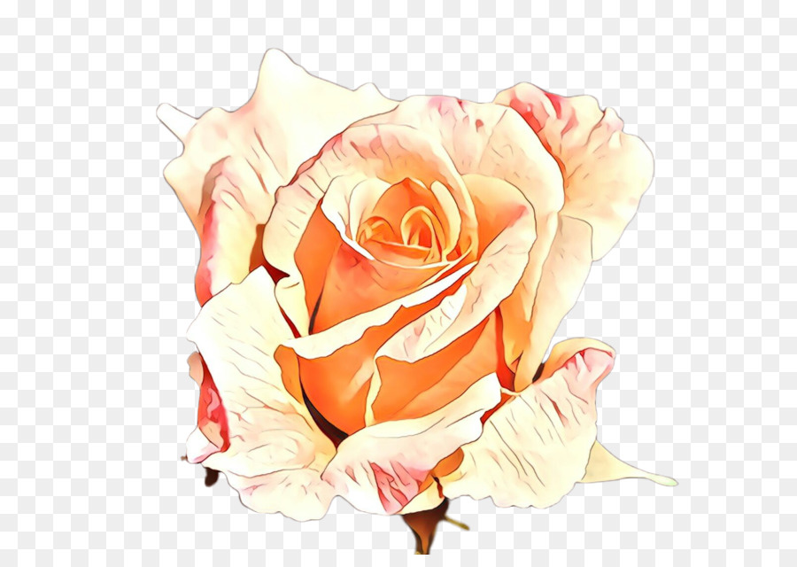 Les Roses De Jardin，Orange PNG