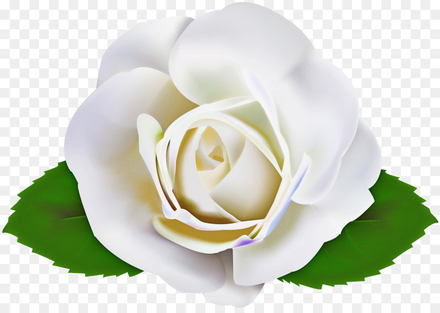 Rose Blanche，Feuilles Vertes PNG