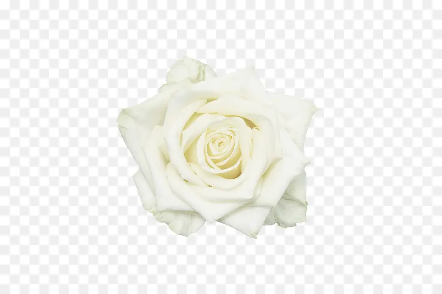 Blanc，Rose PNG