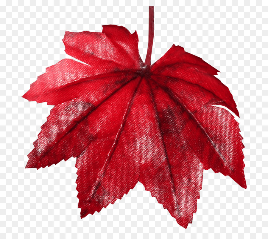 Feuille Rouge，Automne PNG