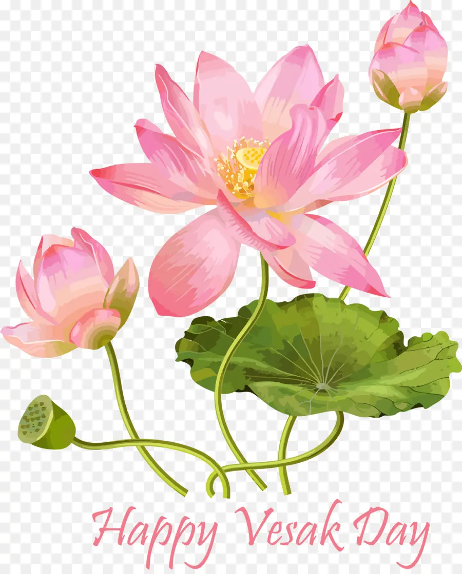 Fleur，Famille Du Lotus PNG