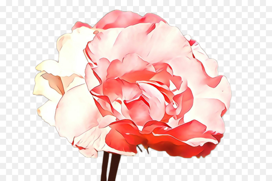 Rose，Fleur PNG