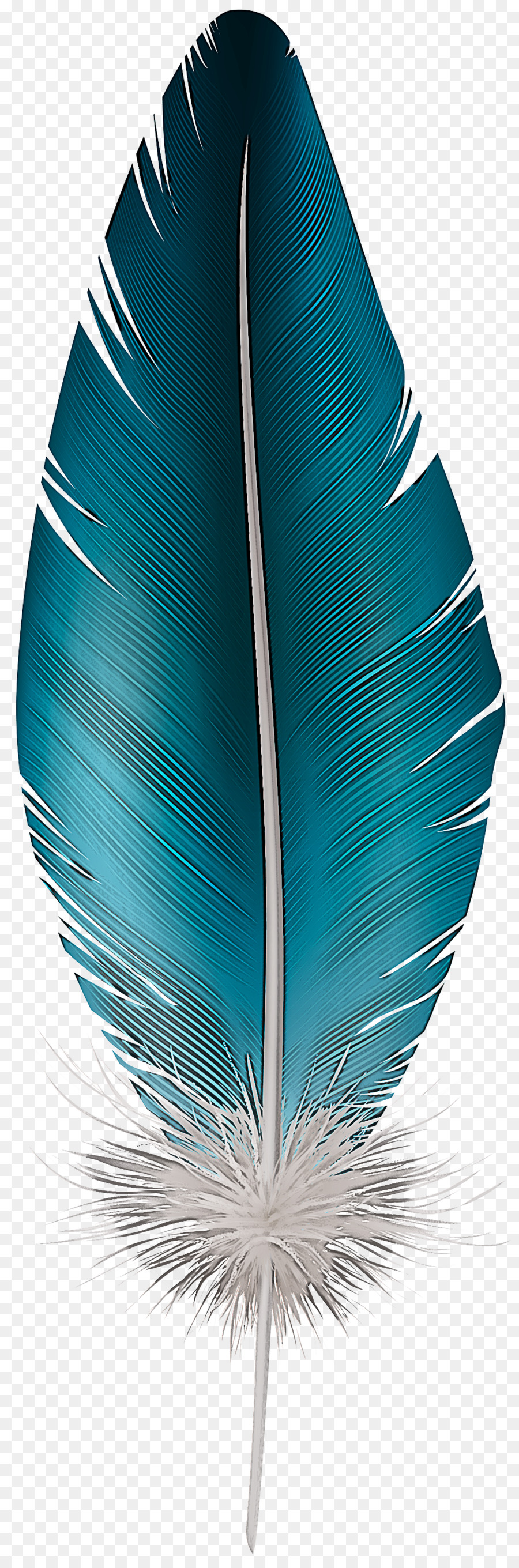 Plume，Turquoise PNG