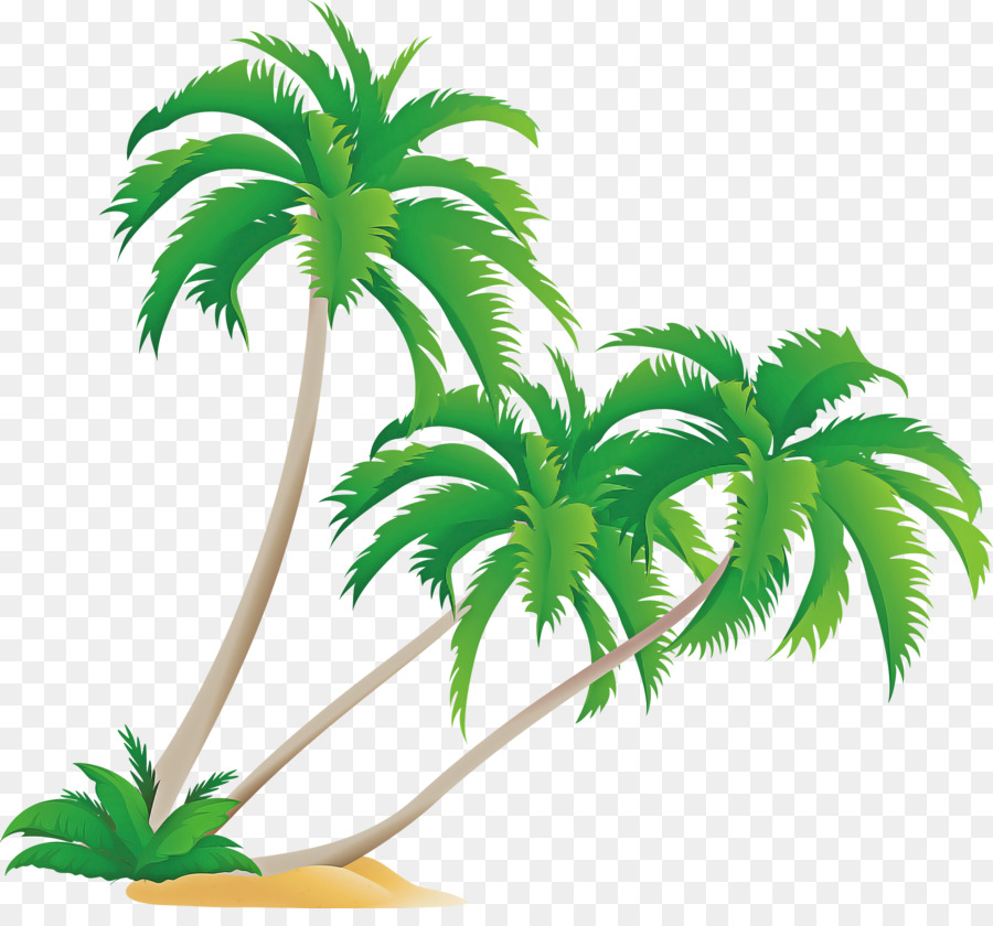 Palmier，Plante PNG