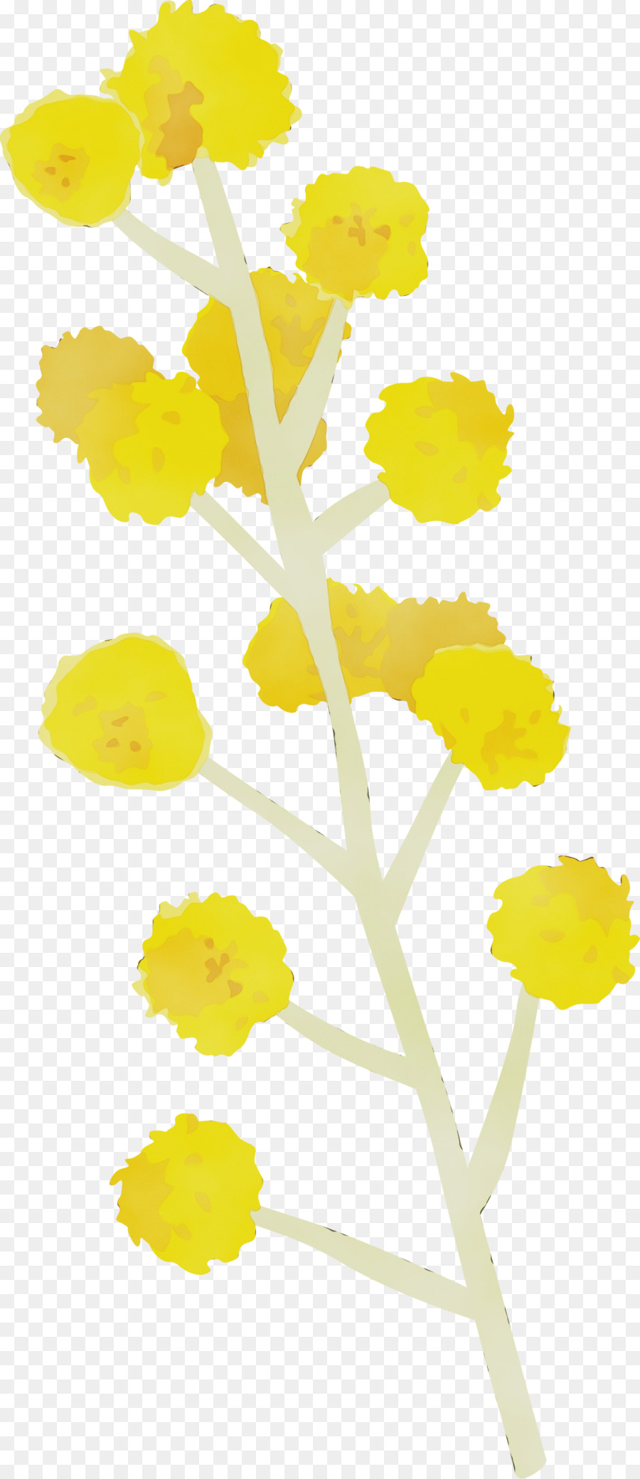 Jaune，Fleur PNG