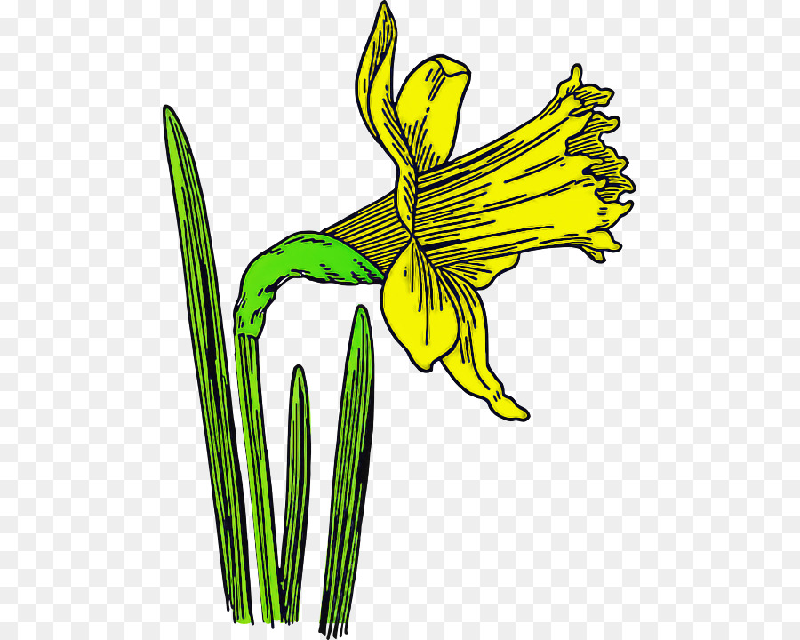 Fleur，Plante PNG