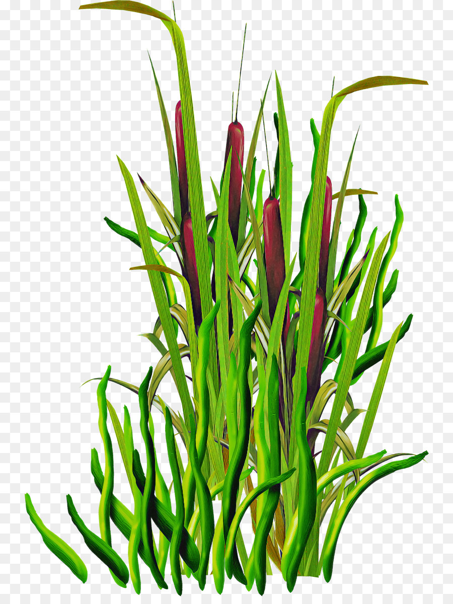 Plante，L'herbe PNG