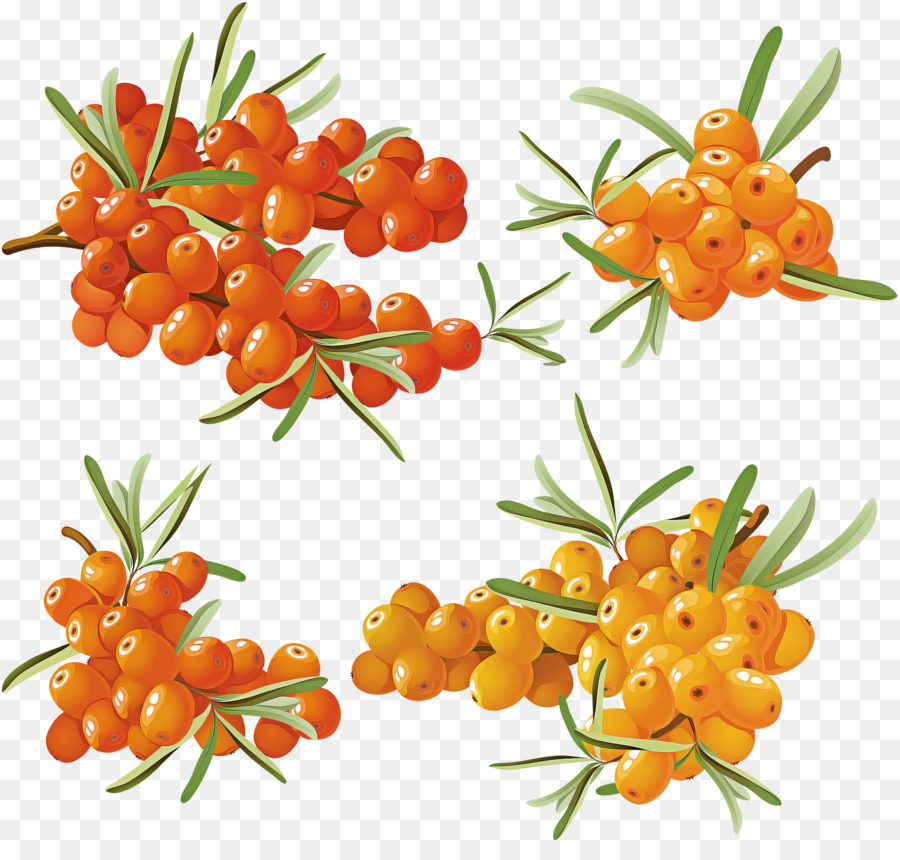 Hippophae，Plante PNG